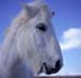 Horse_white-01