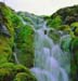 Green_moss_and_water