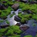 Moss_and_water