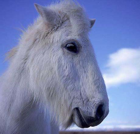 Horse_white-01