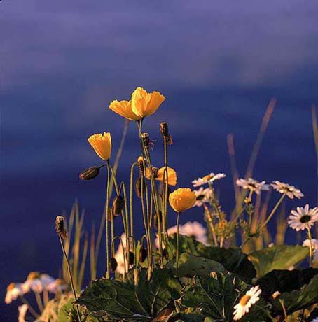 Yellow