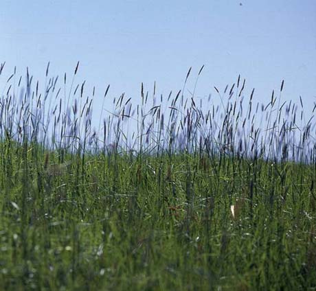 Gras