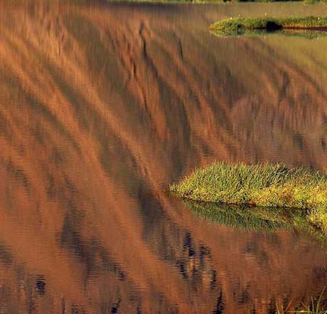 Gras_i_