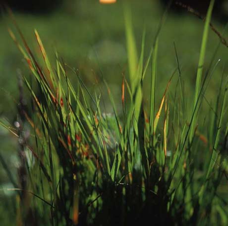 close-up