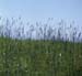 Gras